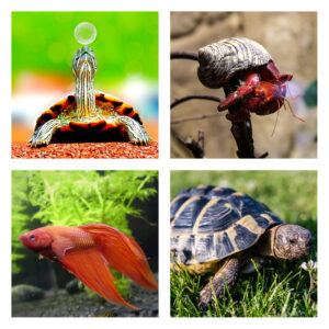 Terrariedjur & akvariedjur