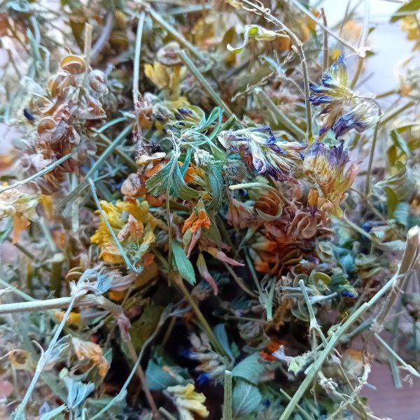 Lucern blossom+seedpods
